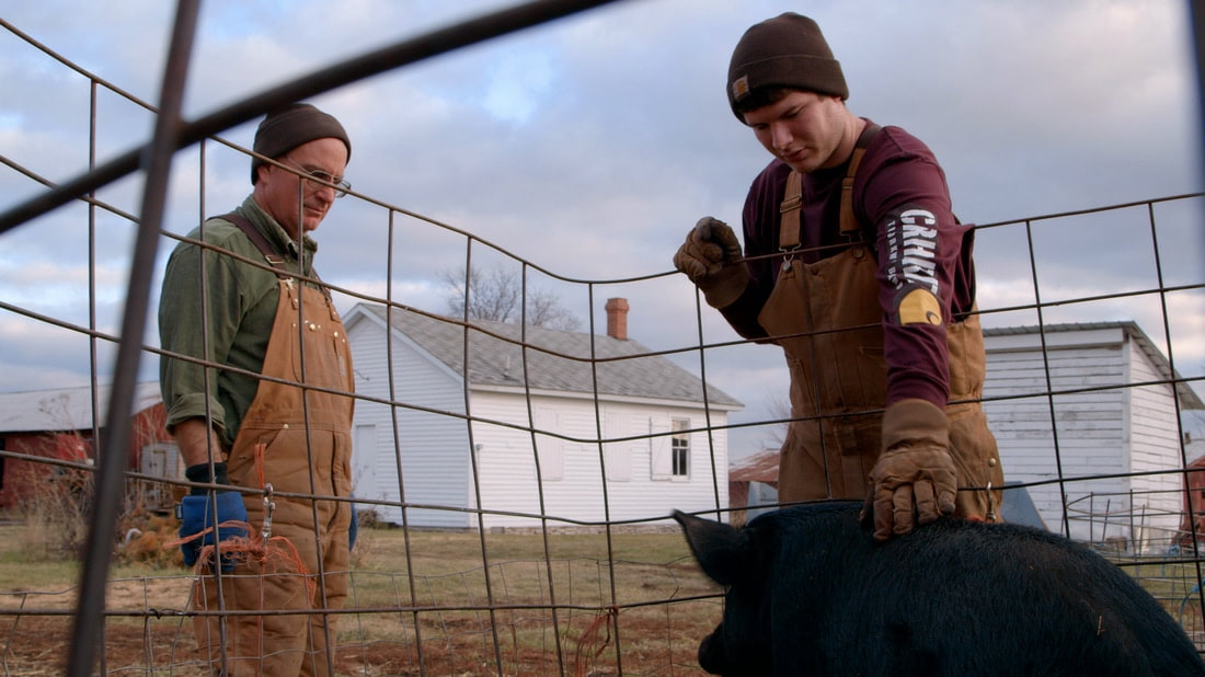 sustainable still, farmers working, pig, fence