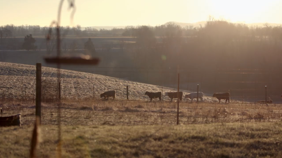 Hillbilly Documentary Still - Animals On Farm
