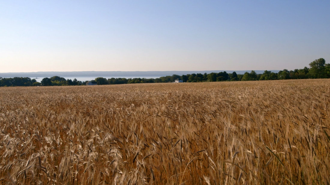 sustainable still, wheat field, land
